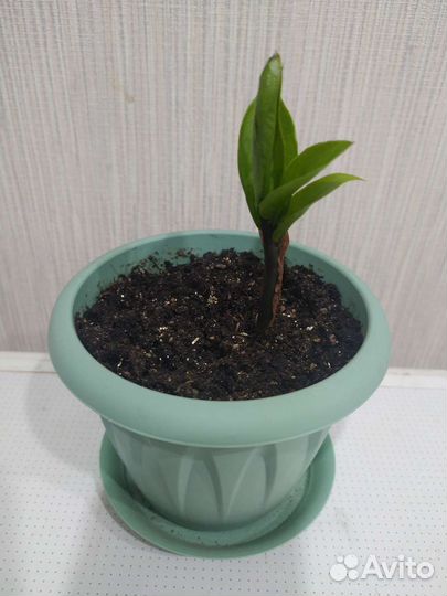 Замиокулькас, большой выбор