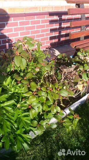 Рододендрон