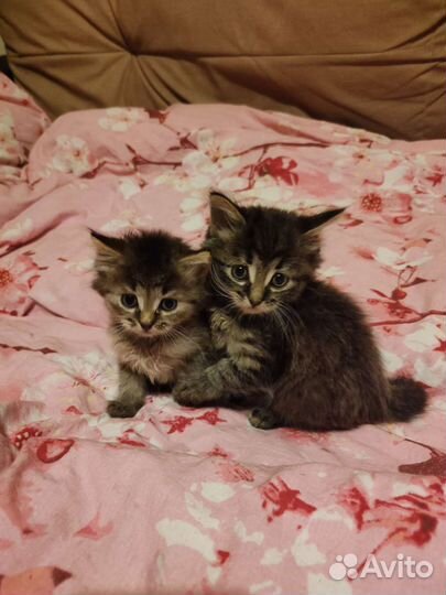 Котята бесплатно в добрые руки