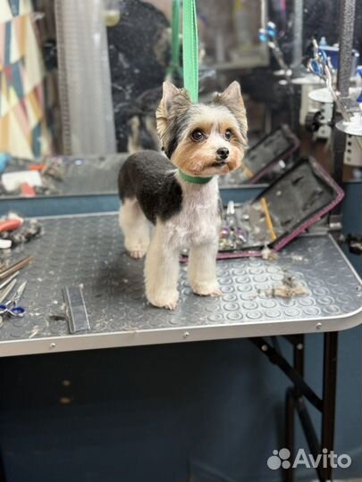 Груминг в салоне