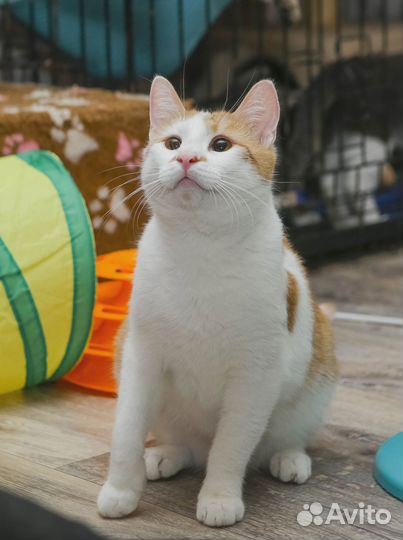 Кот