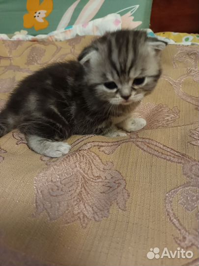 Шотландская вислоухая кошка