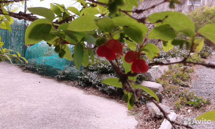 Жимолость душистая Стендиша