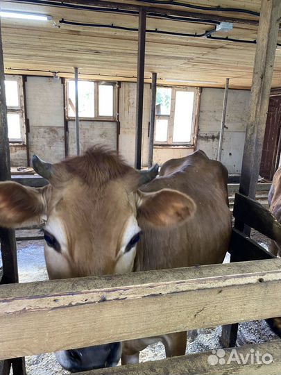 Телочки и коровы