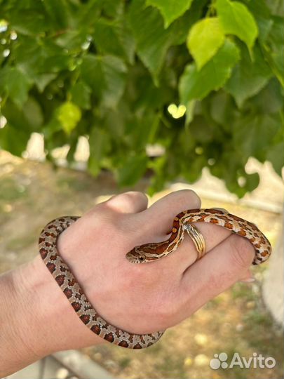 Моисовый полоз