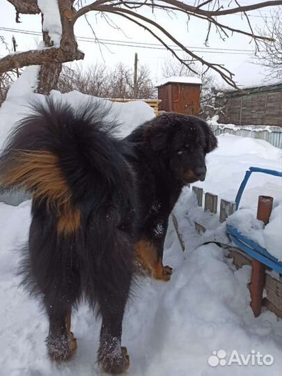 Банхар