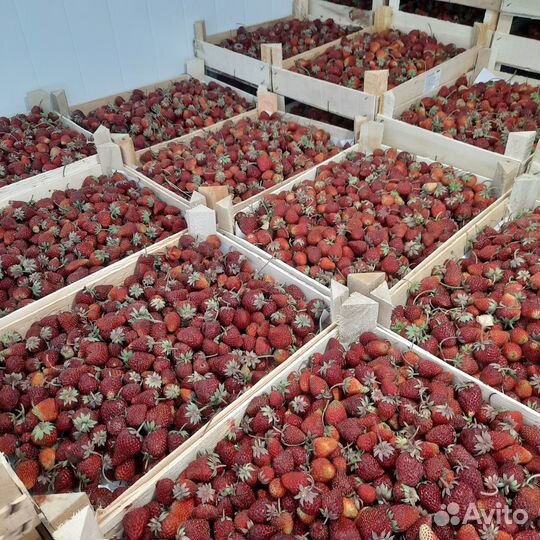 Клубника из Киргизии