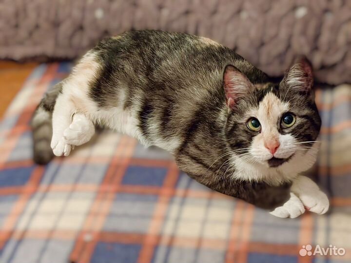 Клоунесса Лика