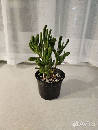 Крассула хоббит толстянка денежное дерево