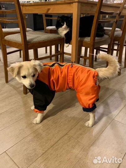 Пошив одежды для собак