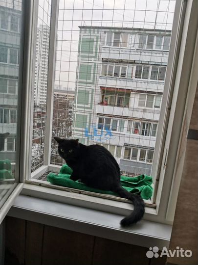 Решетки на окна антикошка