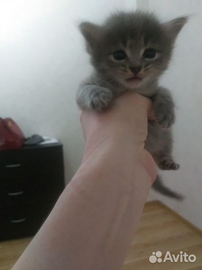Котята (девочки) в добрые руки