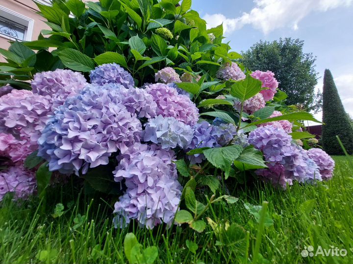 Гортензия крупнолистная саженцы