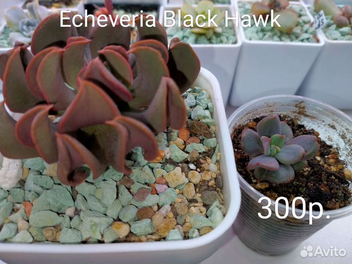 Суккуленты 5