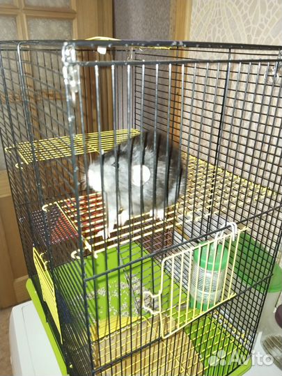 Крысы дамбо девочки