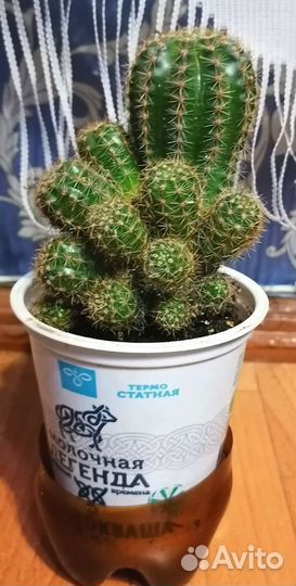 Декабрист,алоэ,каланхоэ,кактусы,гиппеаструм и др