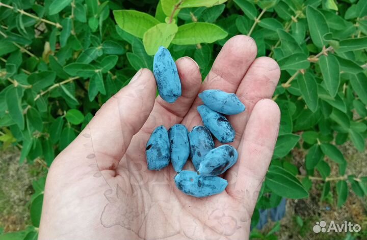 Жимолость - саженцы зкс