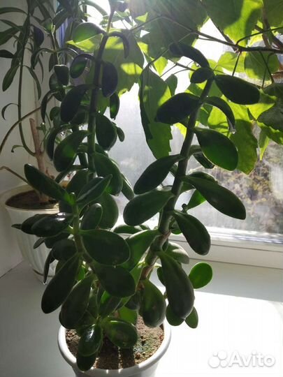 Крассула толстянка