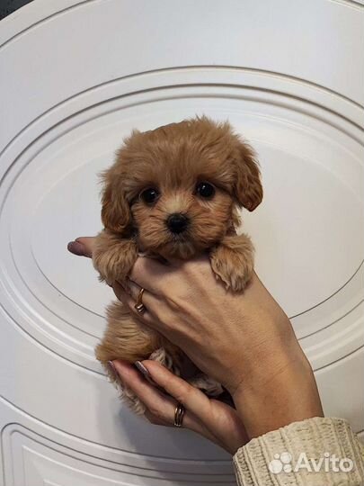 Щенки мальтипу ф1 большой выбор