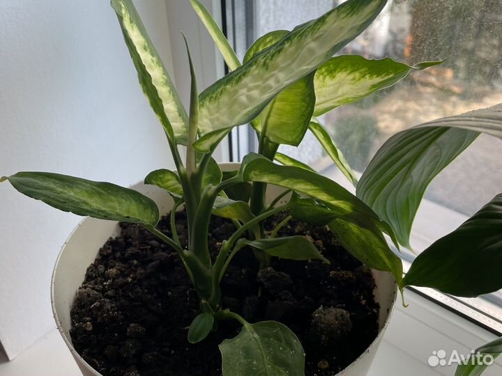 Диффенбахия