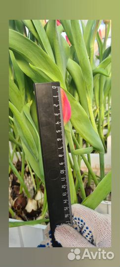 Тюльпаны к 8 марта оптом