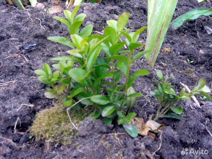 Самшит саженцы