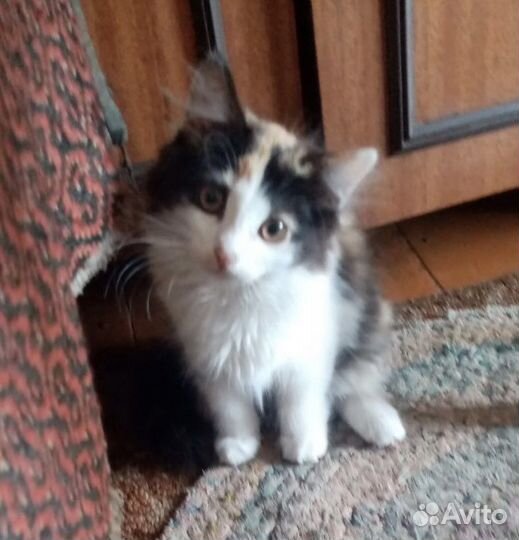 Котенок Нюся