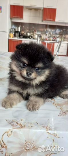 Щенки шпица