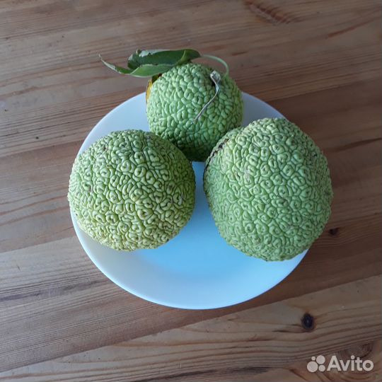 Маклюра адамово яблоко