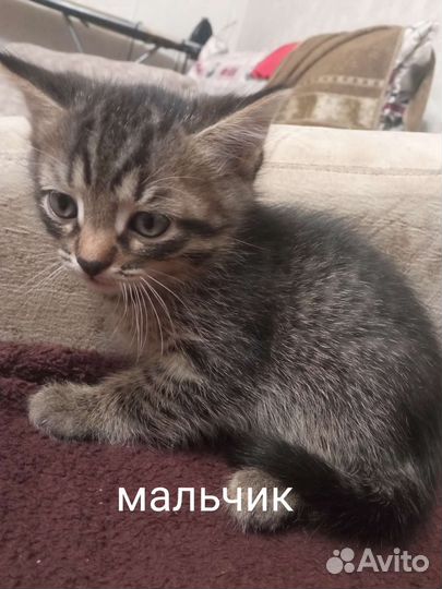 Котята бесплатно