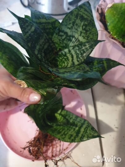 Сансевиерия ханни отдам ростки