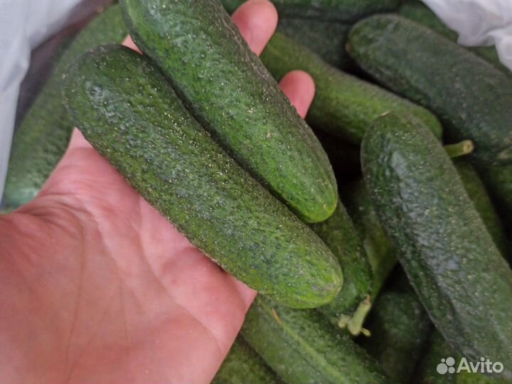 Огурцы свежие