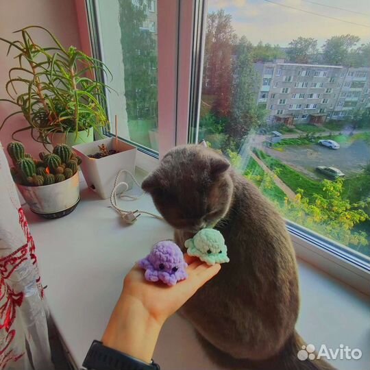 Осьминожки