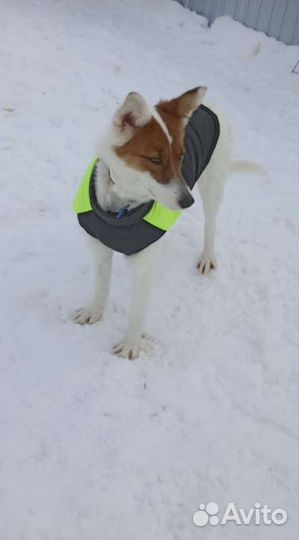 Собачка средняя метис лайки и Уэльской овчарки