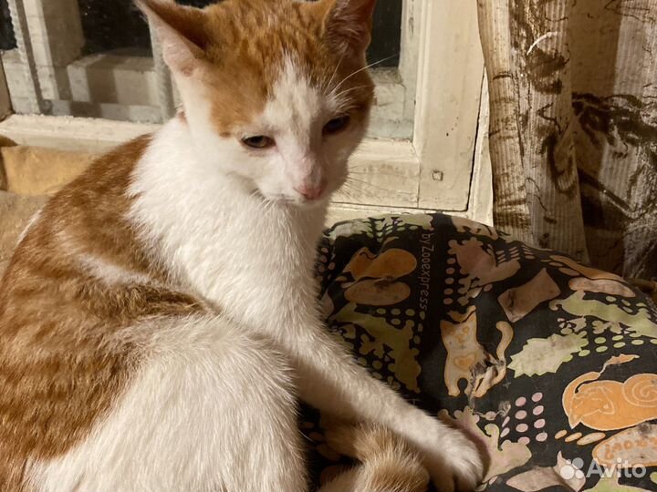 Котенок в дар