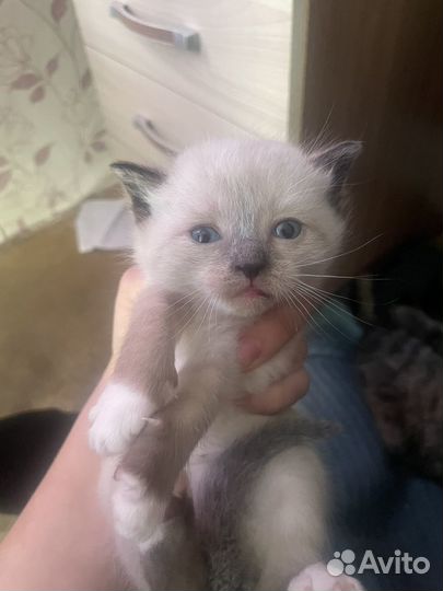 Котята бесплатно