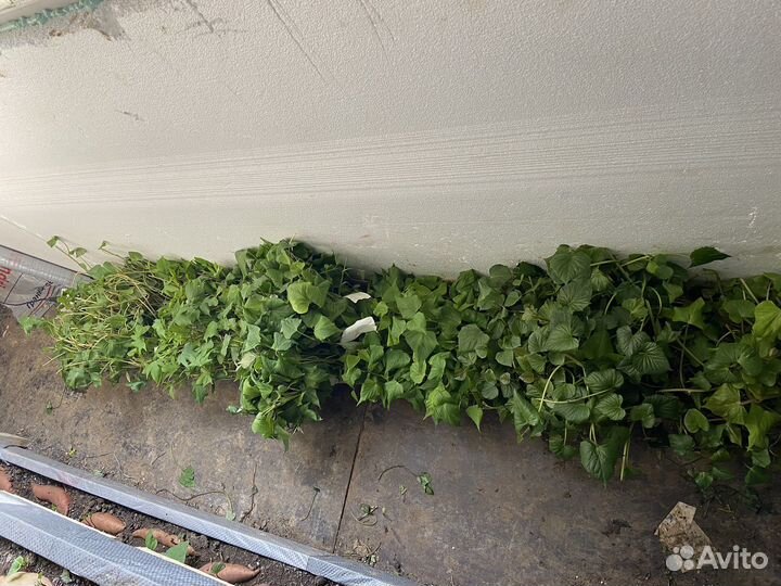 Рассада Батата