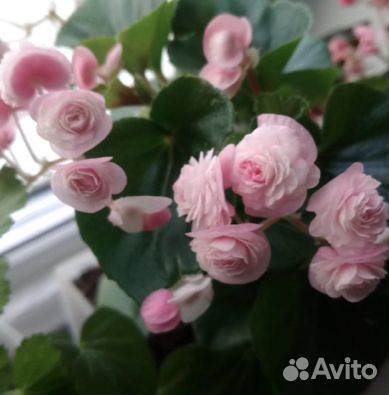 Привезу комнатные цветы в Челябинск