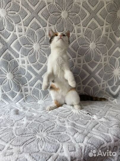 Кошечка в добрые руки