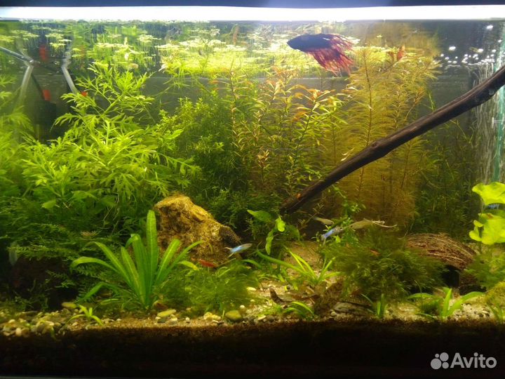 Аквариумные растения разные, мхи, папоротники