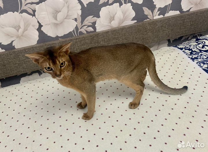 Абиссинский кот
