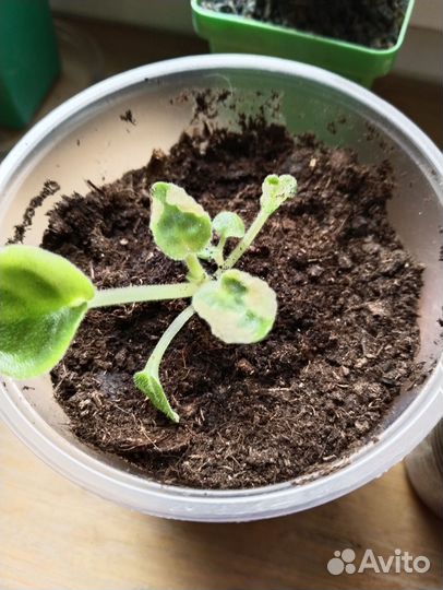 Фиалка Букет невесты детки