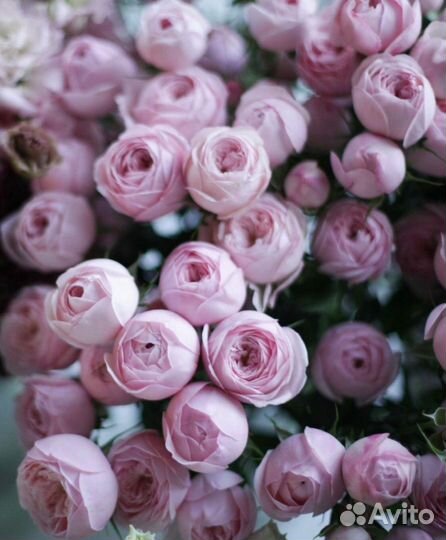 Пионовидные розы с беспл. доставкой