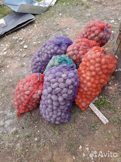 Картофель продовольственный и семенной, морковь