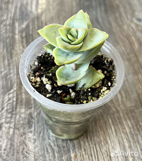 Суккуленты