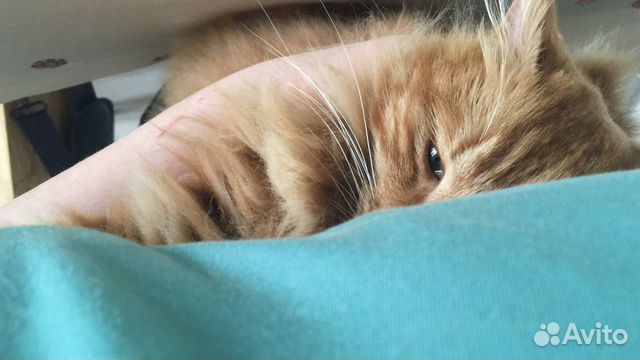 Уход за животными с проживанием