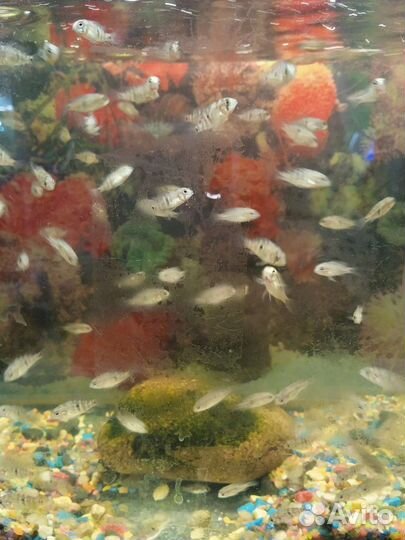 Аквариумные рыбки цихлиды