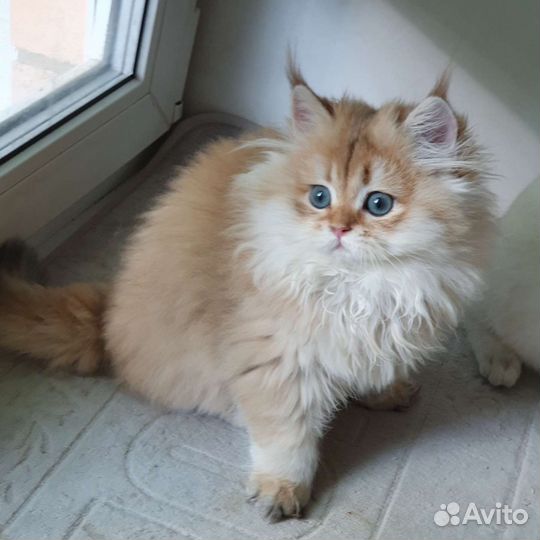 Британская кошечка LH (бронь )