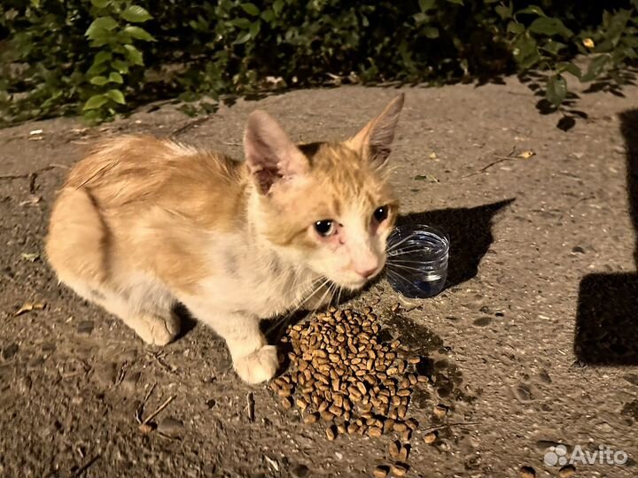 Спасите Кота