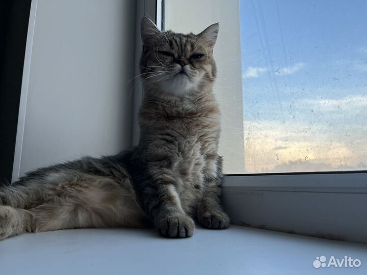 Кошка табби